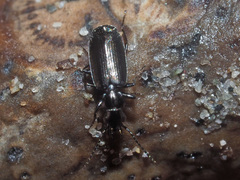 Microlestes minutulus
