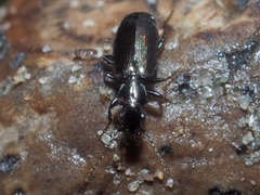 Microlestes minutulus