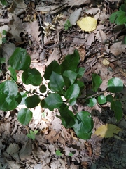 Pyrus communis caucasica
