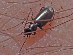 Microlestes minutulus