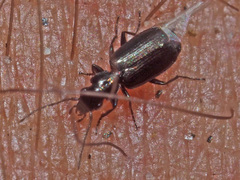 Microlestes minutulus
