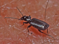 Microlestes minutulus