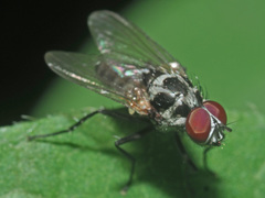 Anthomyia pluvialis