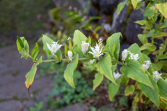 Tricyrtis hirta