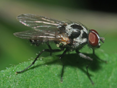 Anthomyia pluvialis