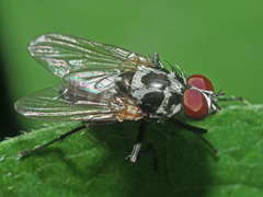 Anthomyia pluvialis