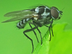 Anthomyia pluvialis