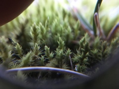 Bryophyta
