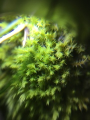 Bryophyta