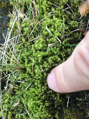 Bryophyta