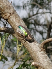 Chrysobothris basalis