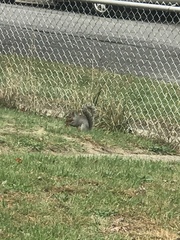Sciurus carolinensis