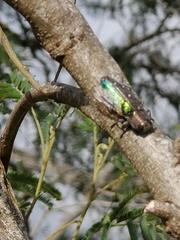 Chrysobothris basalis