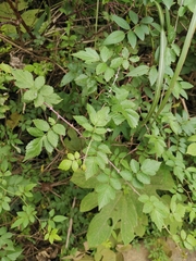 Rubus coreanus