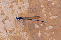 Argia croceipennis