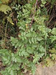Rubus coreanus