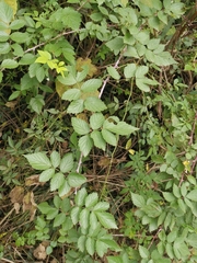 Rubus coreanus