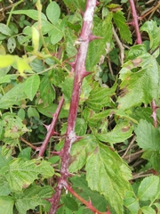 Rubus coreanus
