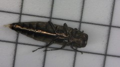 Agrilus macer