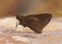Psoralis stacara