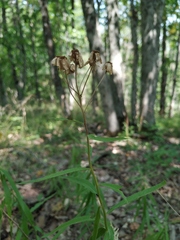 Achillea biserrata