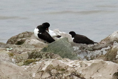 Haematopus ostralegus