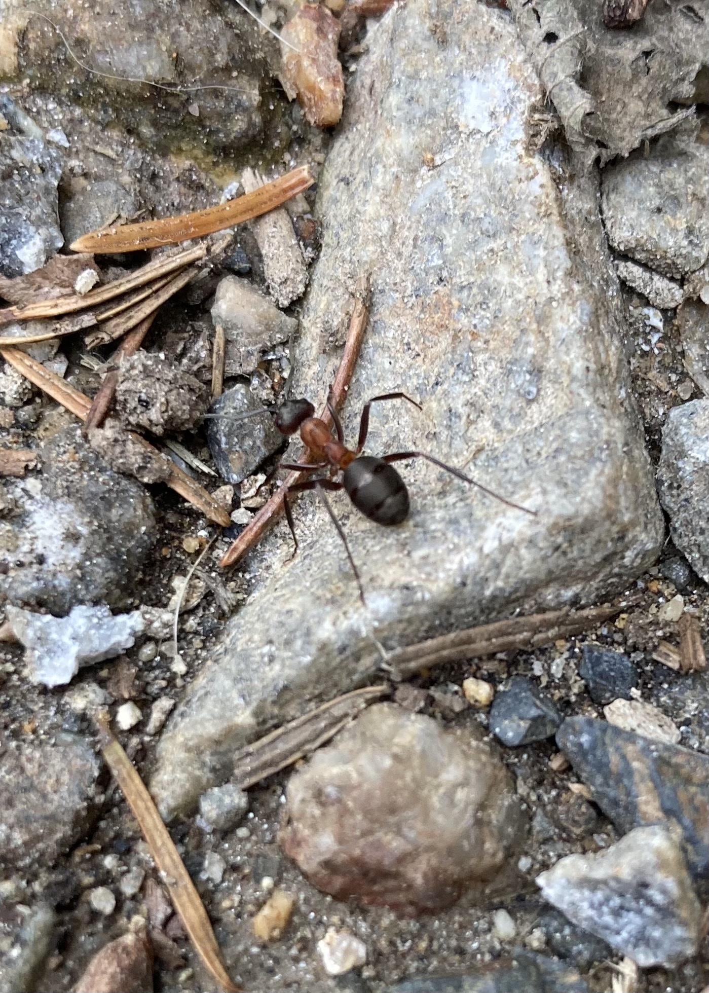 Formica polyctena × rufa