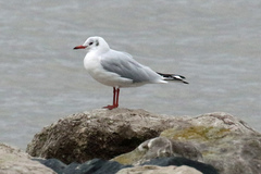 Chroicocephalus ridibundus