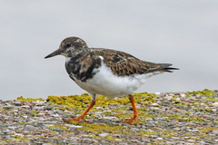 Arenaria interpres