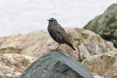 Sturnus vulgaris