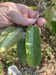 Rhamnus japonica