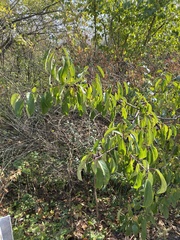 Rhamnus japonica