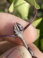 Rhamnus japonica