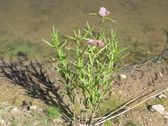 Asclepias incarnata