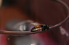 Vespula rufa