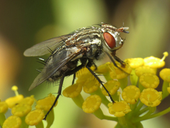 Spallanzania rectistylum