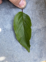 Rhamnus japonica