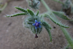 Anchusa aggregata