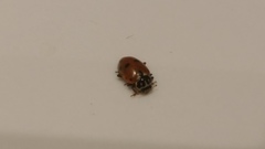 Hippodamia variegata