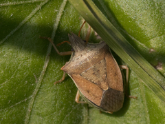 Diceraeus