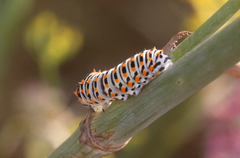 Papilio machaon