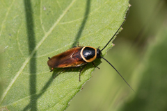 Pseudomops neglectus