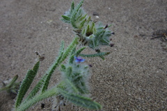 Anchusa aggregata