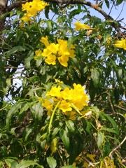 Tecoma stans