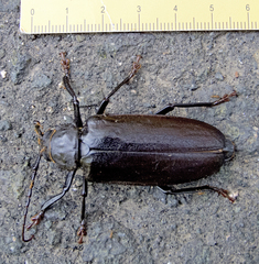 Rhaesus serricollis