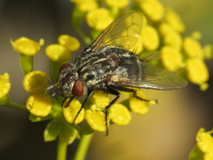 Spallanzania rectistylum