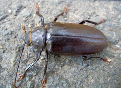 Rhaesus serricollis