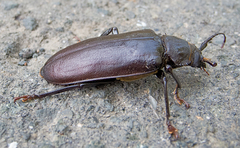 Rhaesus serricollis