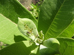 Aphis asclepiadis