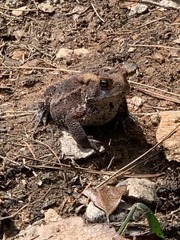Anaxyrus americanus